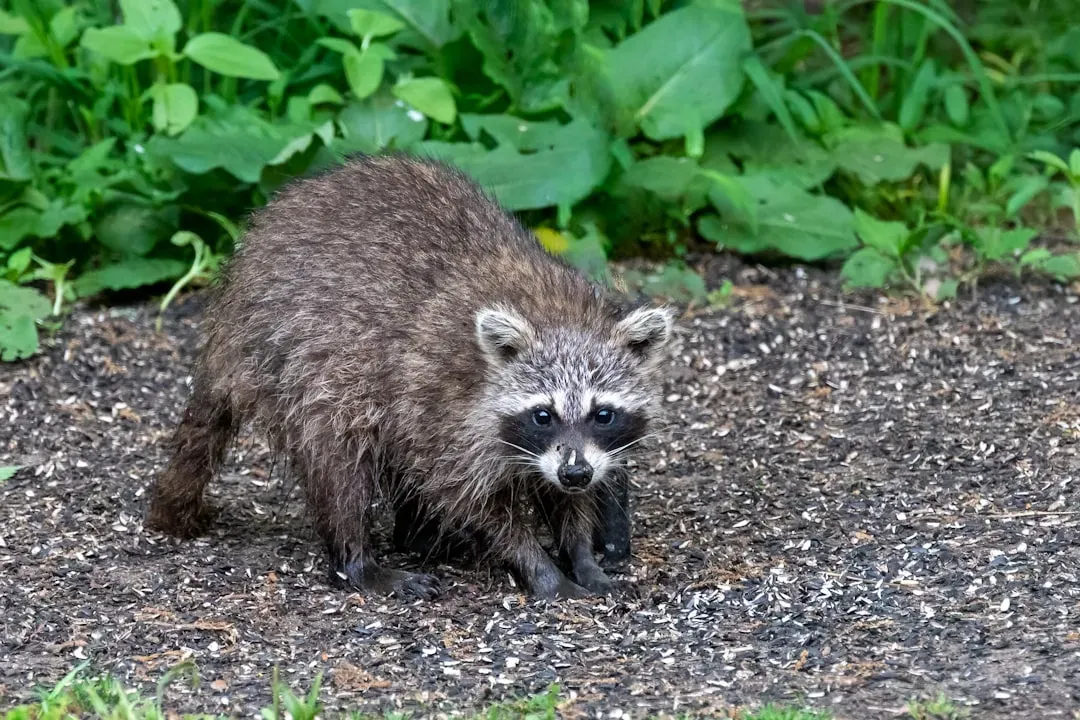 Ohio: Eight Times the Raccoons (Image Credits: Unsplash)