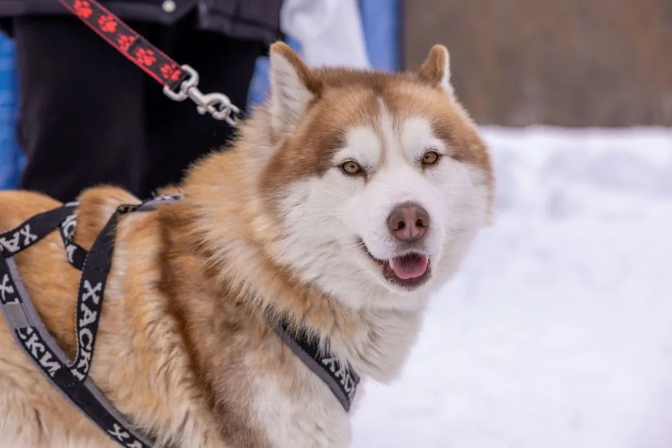 2. Pulling on the Leash Like a Sled Dog (Image Credits: Pexels)