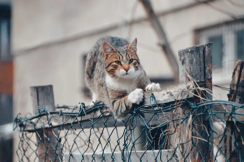 Respecting Your Cat's Boundaries (Image Credits: Pexels)