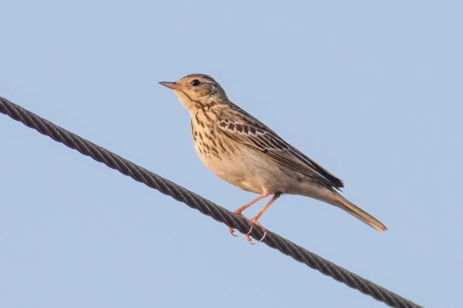 #18 - Tree Pipits Are Skipping the Slow Approach (By mvbhaktha, CC BY-SA 4.0)