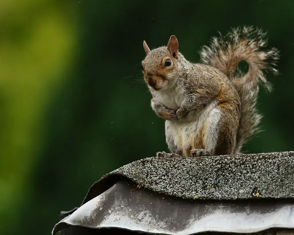 How Squirrels Read Environmental Sound Cues Too (Peter G Trimming, Flickr, CC BY 2.0)