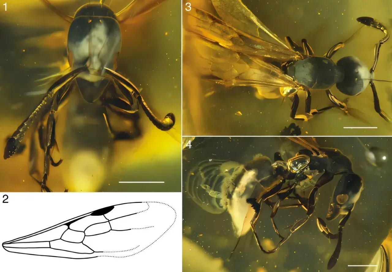 A Discovery Hidden in Plain Sight for Millions of Years (Image Credits: Fiorentino et al. 2026)