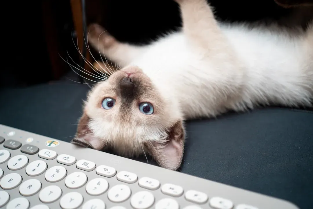 Siamese: Chatty and Social Butterflies (Image Credits: Unsplash)