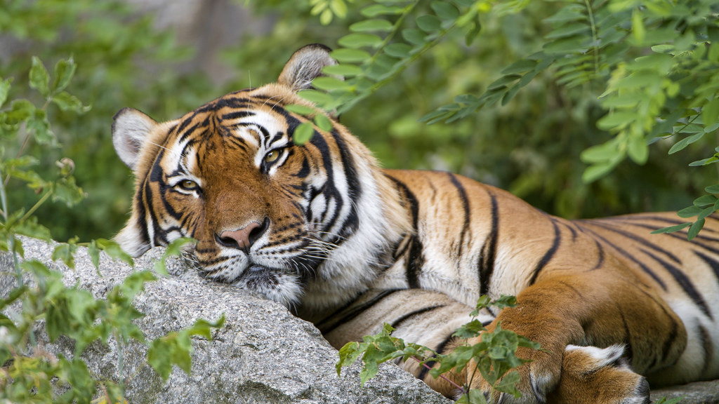 Field Evidence From Wild Tigers (Image Credits: Flickr)