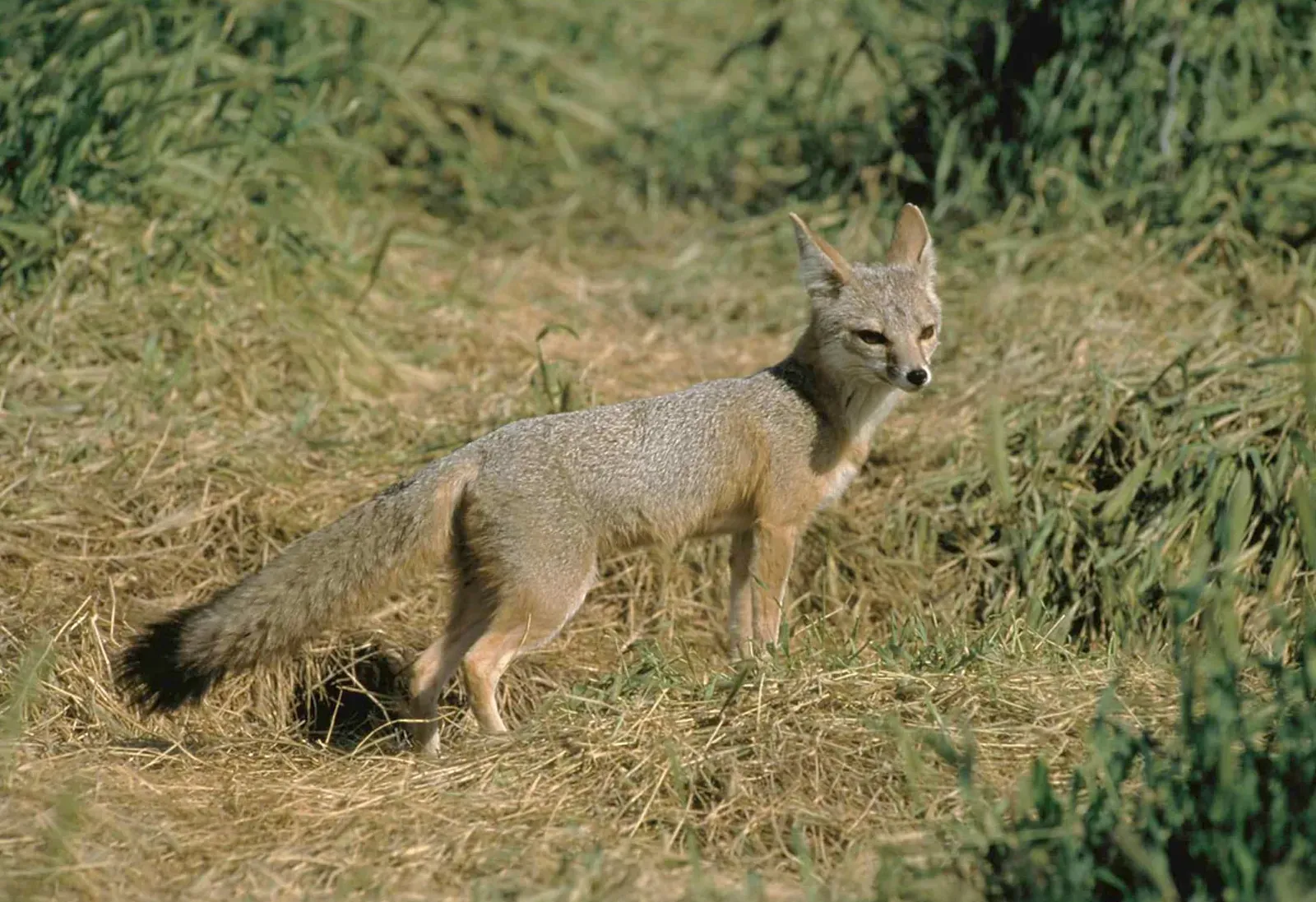 California: The San Joaquin Valley and Beyond (Image Credits: Wikimedia)