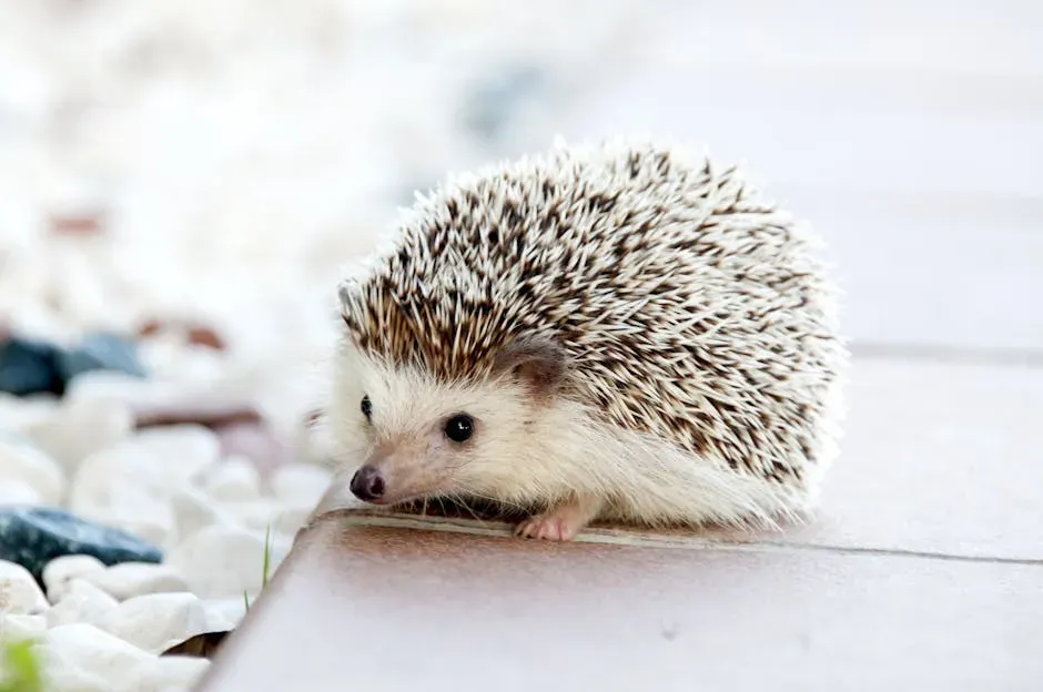 12. The Hedgehog: Rolling Into a Ball of Spikes (Image Credits: Pexels)