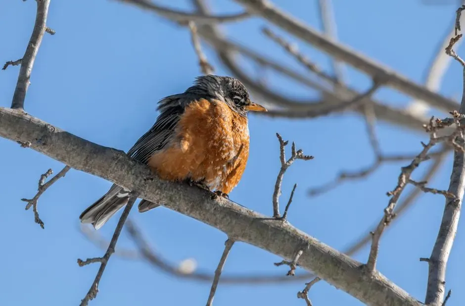 Preening and Feather Maintenance (Image Credits: Pexels)