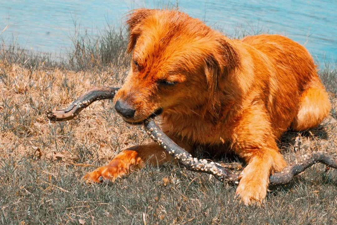 Protecting Your Best Friend (Image Credits: Unsplash)