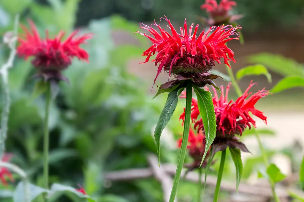 7. Bee Balm (Monarda): A Showy Mint with a Strong Opinion (watts_photos, Flickr, CC BY 2.0)