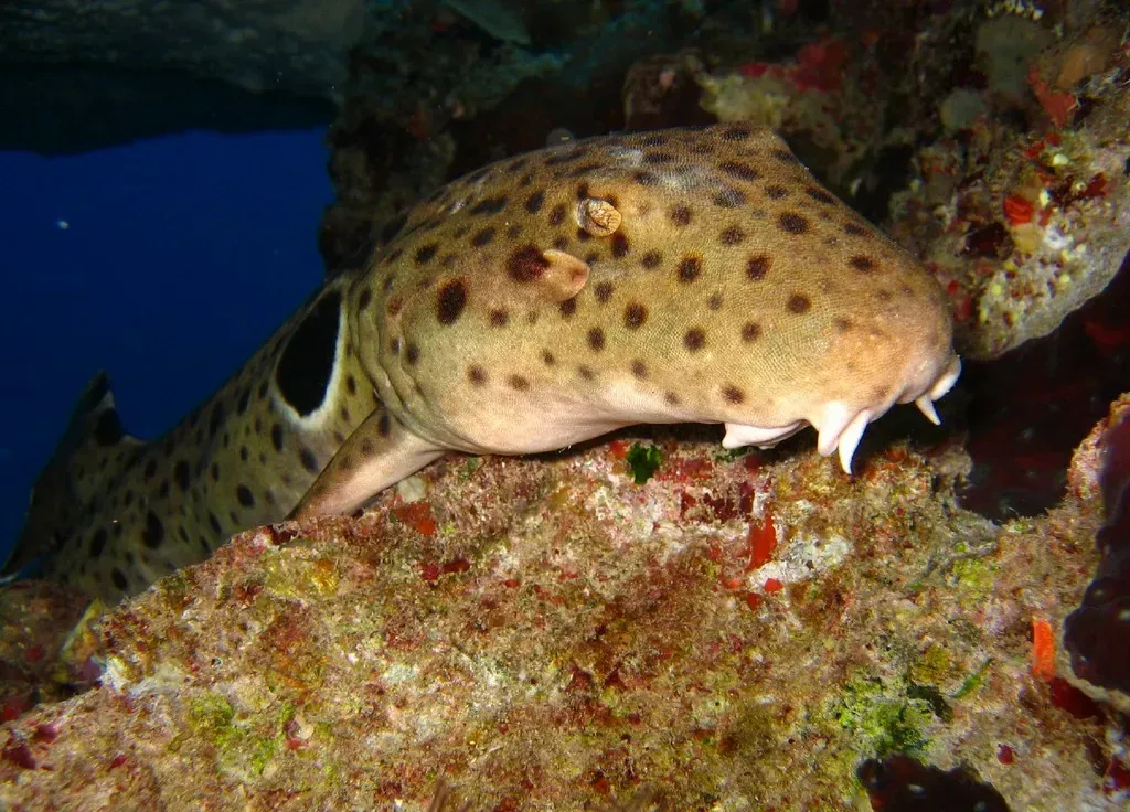 Meet the Shark That Walks on Land (Sort Of) (Image Credits: Wikimedia Commons)
