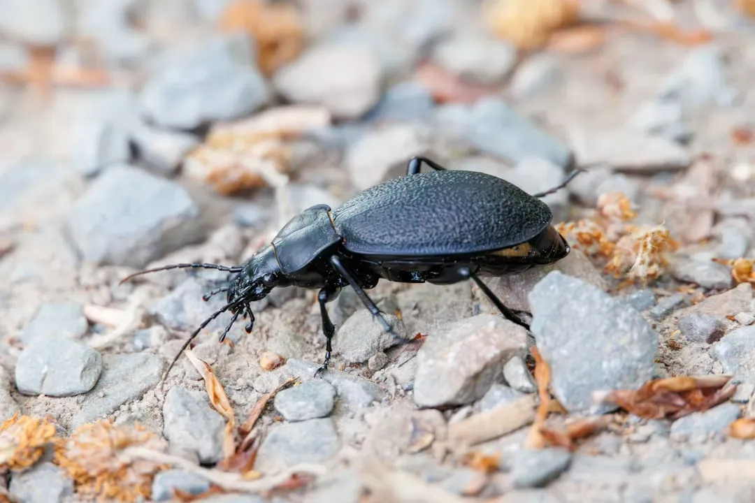 The American Burying Beetle: A Federally Threatened Species Getting a Second Chance (Image Credits: Unsplash)