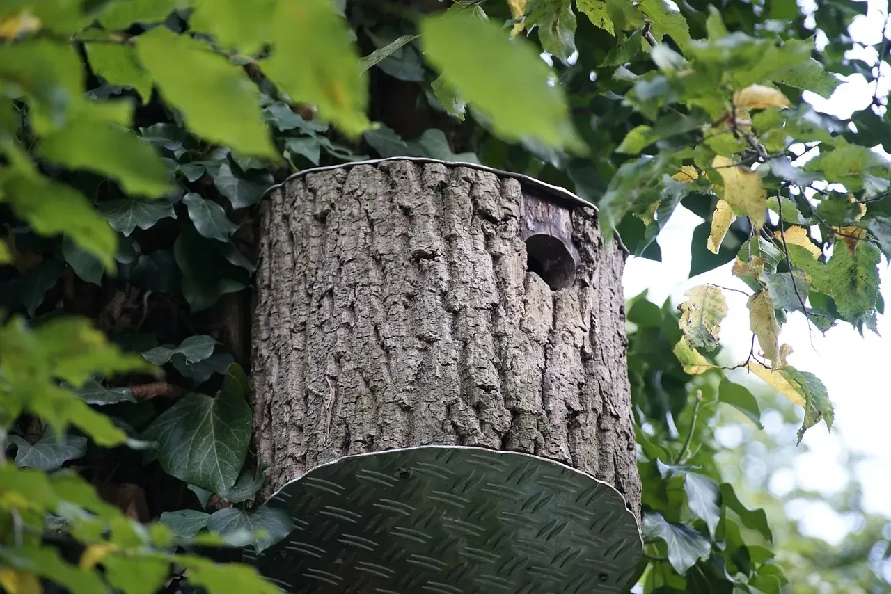 5. Install Nest Boxes, Bat Houses, and Pollinator Homes (Image Credits: Pixabay)