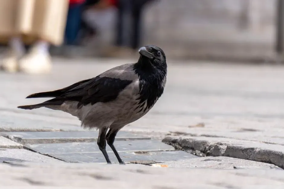 A Thoughtful Perspective on Coexistence (Image Credits: Pexels)