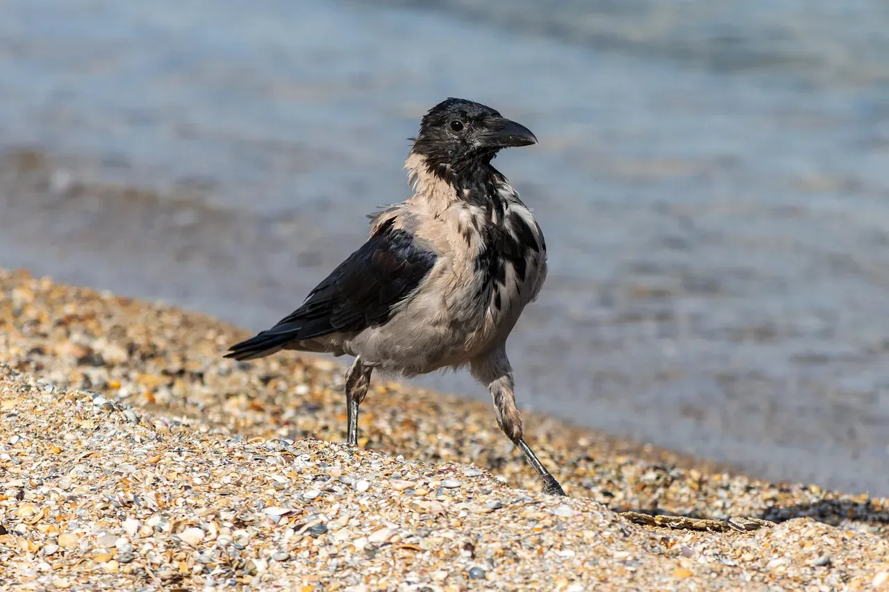 Conclusion: The Bird Worth a Second Look (Image Credits: Pixabay)