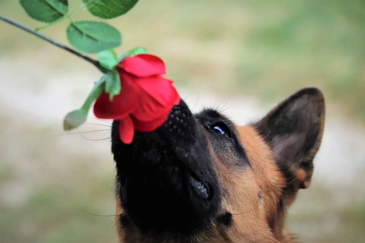 The Biological Superpower Behind Canine Noses (Image Credits: Pixabay)