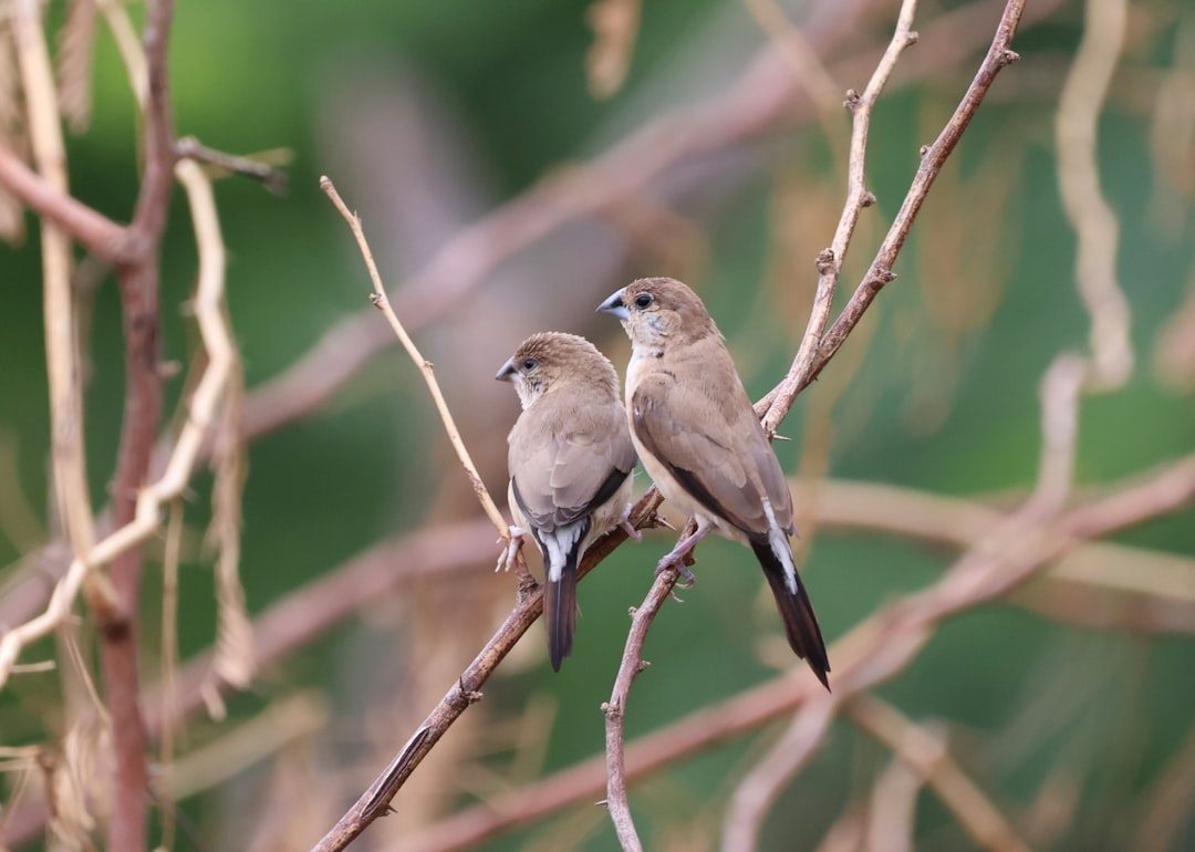 Attracting Mates Through Musical Performance (Image Credits: Unsplash)