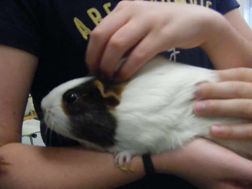 Guinea Pig: The Squeaky Social Butterfly (Image Credits: Flickr)
