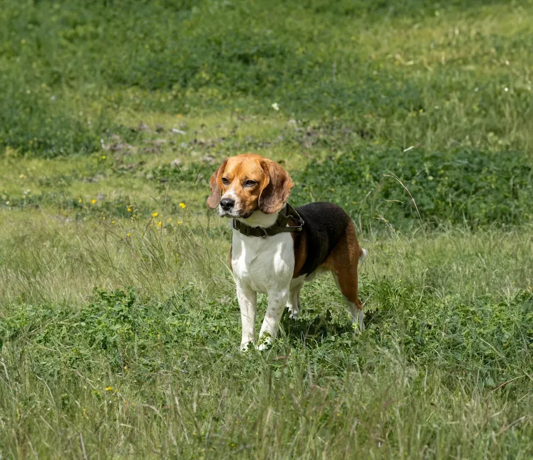Beagle: Following Their Nose, Not Your Commands (Image Credits: Unsplash)