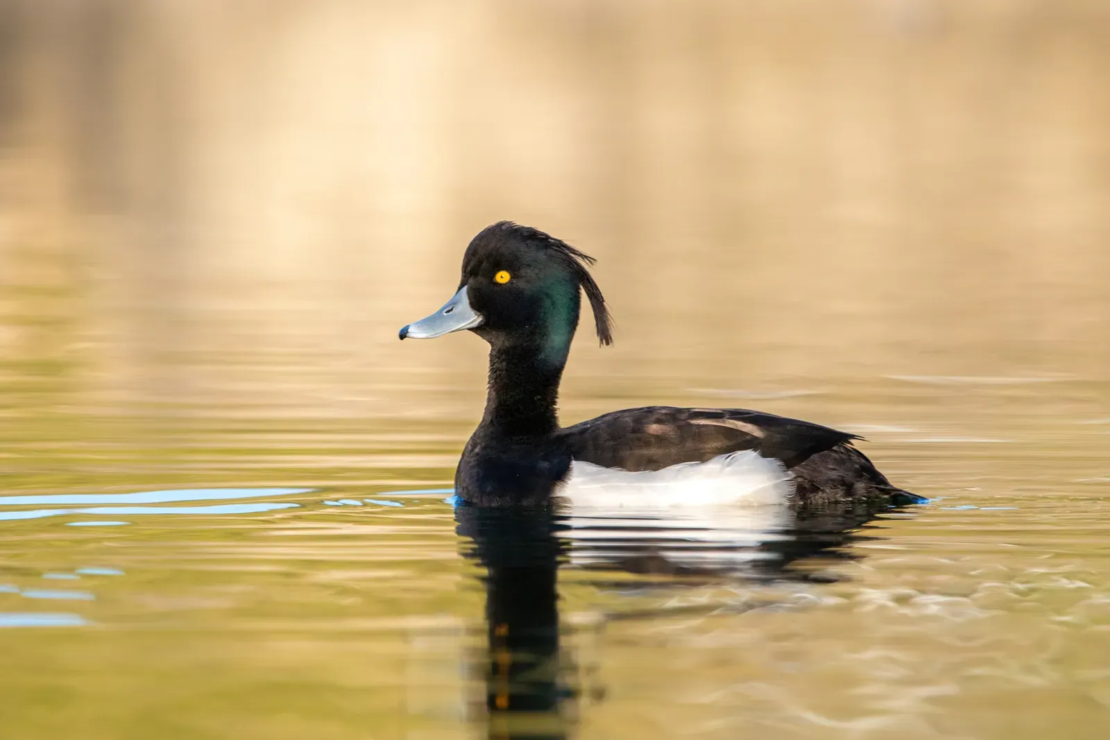 The Tufted Duck: A Transatlantic Surprise at Your Pond (By Alexis Lours, CC BY 4.0)