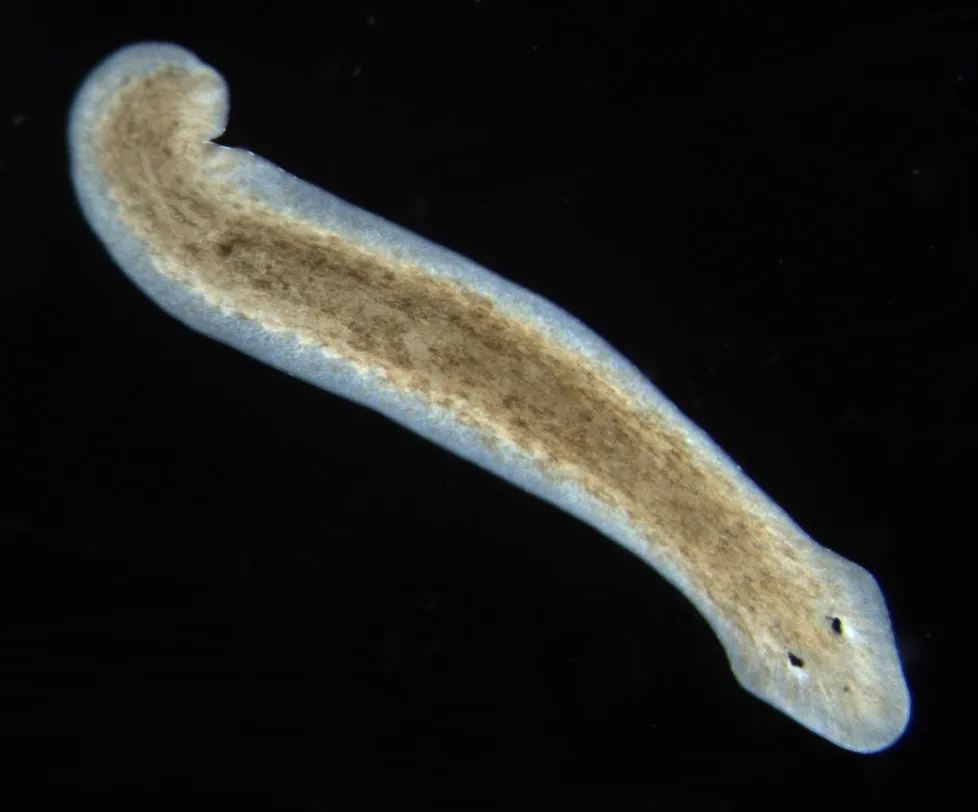 Planarian Flatworms: Masters of Regrowth That Blur the Line Between Death and Damage (By Eduard Sol&agrave;, CC BY-SA 3.0)