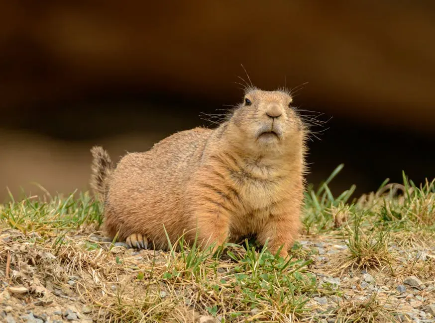 3. Prairie Dogs Describing What You're Wearing (Image Credits: Pexels)