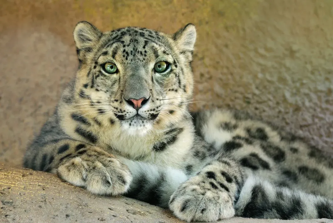 Libra: The Snow Leopard (Image Credits: Unsplash)