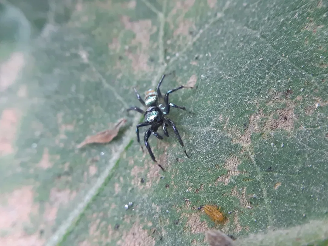 9. Common Spiders: Not Just Scary, but Occasionally Medically Important (Image Credits: Unsplash)