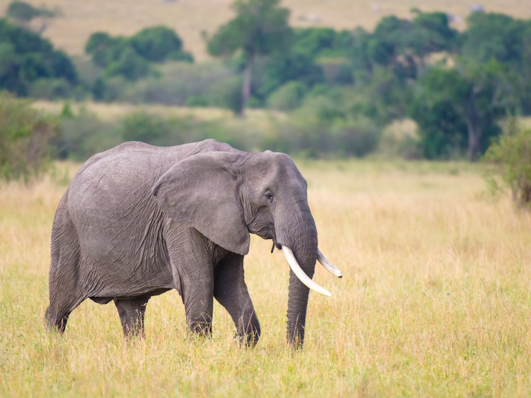 Elephants - The Gentle Giants with Long Memories (Image Credits: Unsplash)