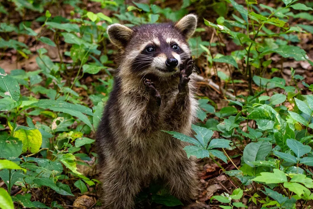 Raccoons (Image Credits: Unsplash)