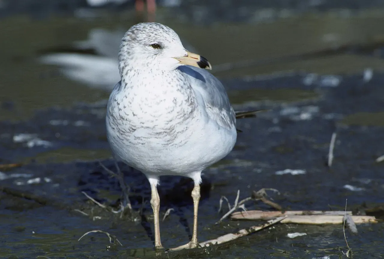 7. The California Gull (Utah) - The Hero Bird With a Wild Backstory (Image Credits: Pixabay)
