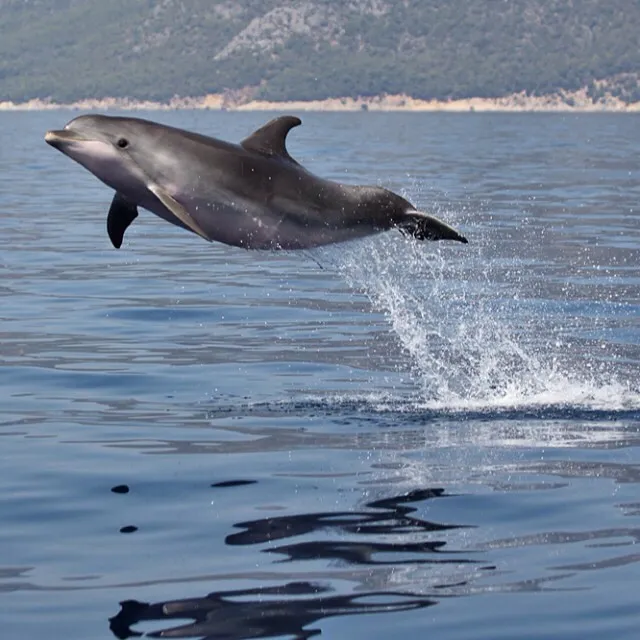 Conservation Implications and Future Research (Frontierofficial, Flickr, CC BY 2.0)
