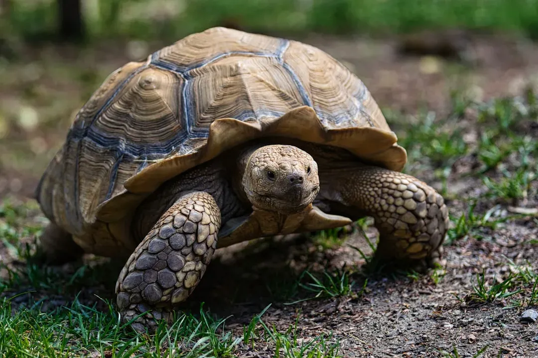 3. Tortoises: The Slow and Steady Centenarians (Image Credits: Unsplash)