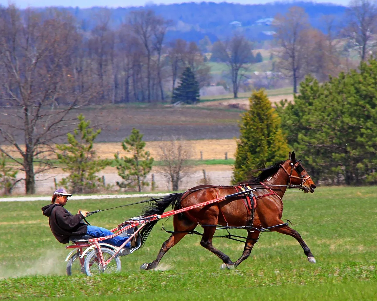 #15 Standardbred (Image Credits: Pixabay)