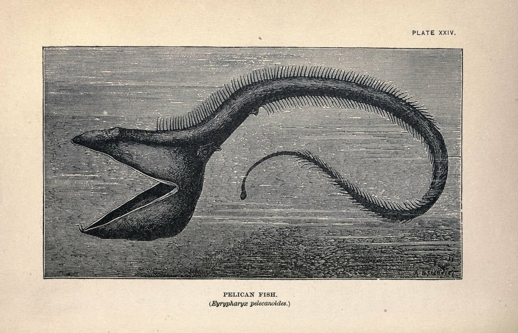 Gulper Eel - The Ocean's Living Garbage Bag (Image Credits: Flickr)