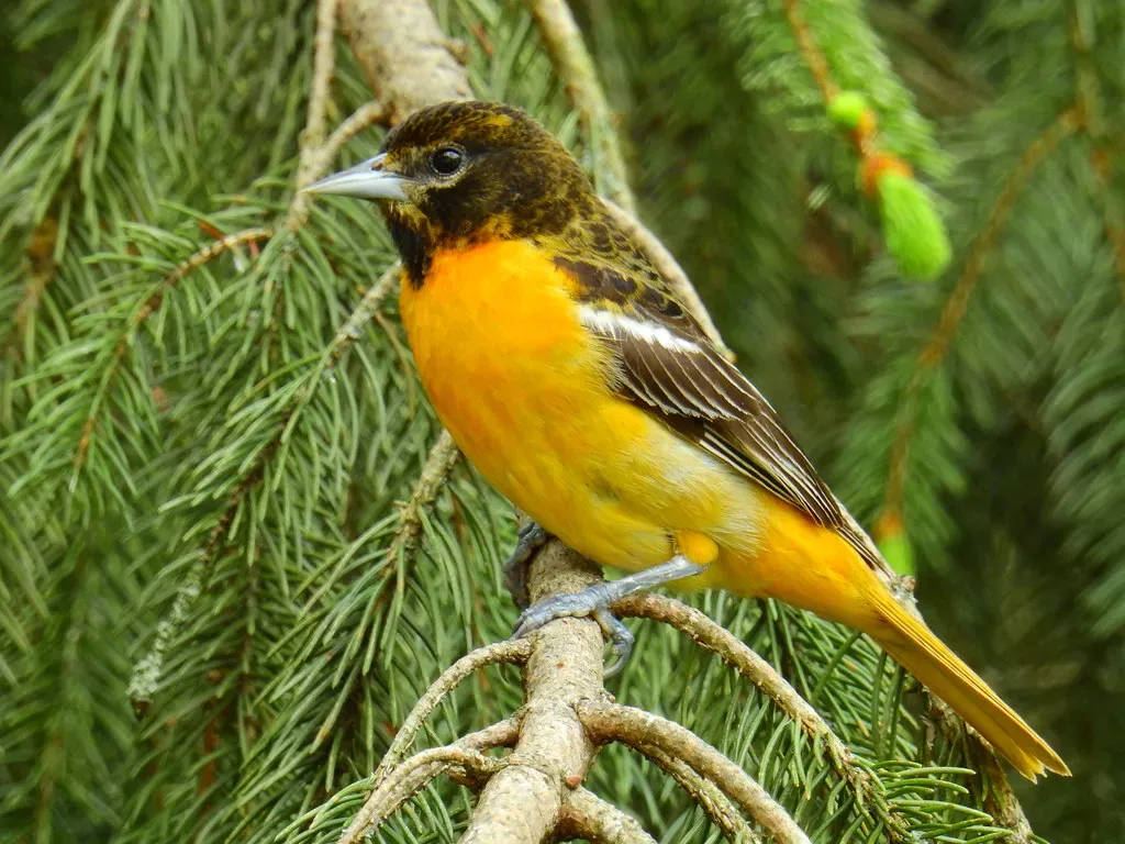 6. Baltimore Oriole: Flame on the Wing (kengi2000, Flickr, CC BY 2.0)