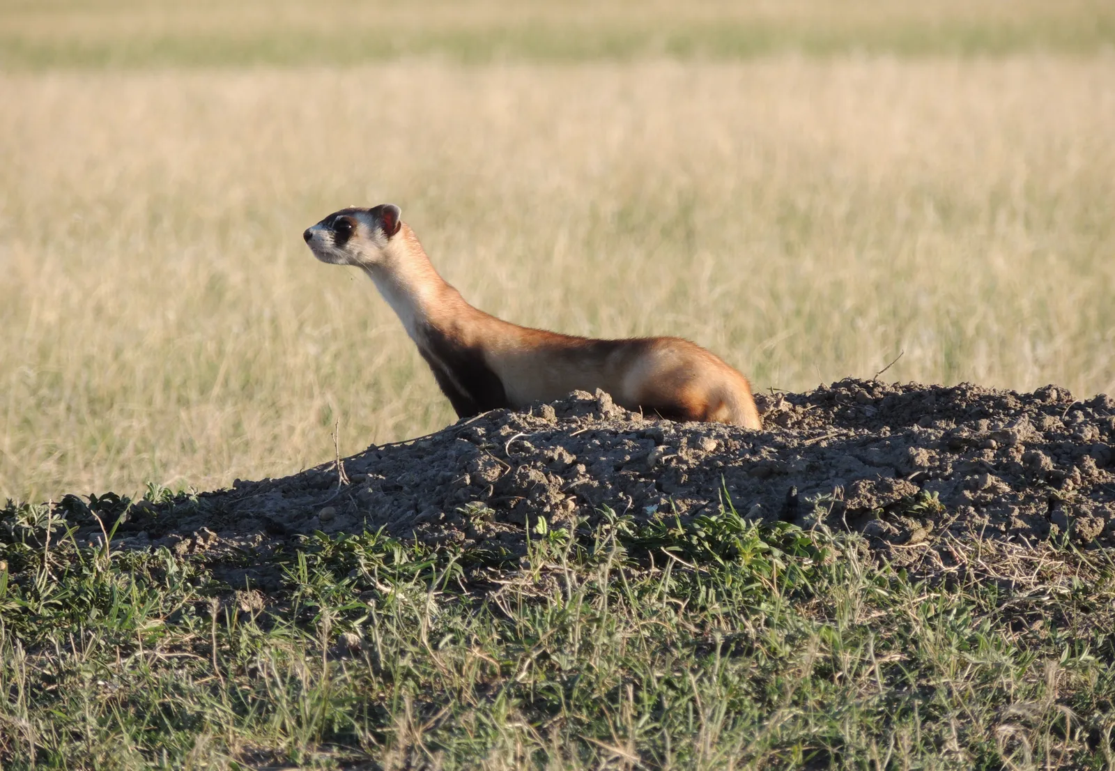 Despite Everything, There Is Real Progress - and Real Risk of Complacency (Black-footed ferret checking out his new digs, CC BY 2.0)