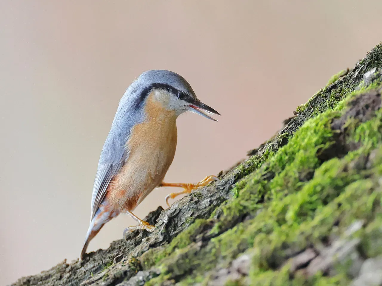 #3: They Don't Use Their Tails for Support - Unlike Woodpeckers (Image Credits: Pixabay)