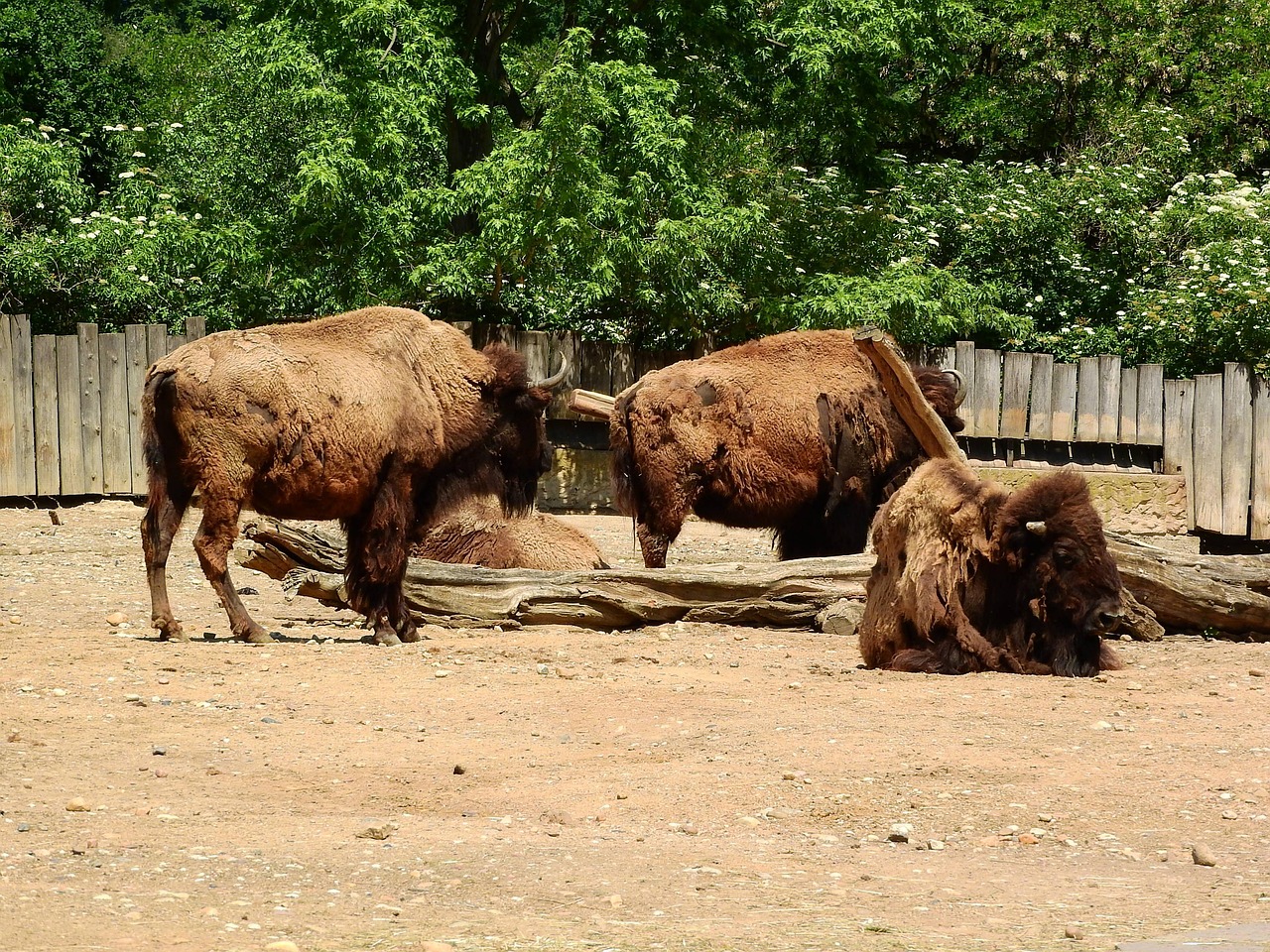 Herd Mentality vs. Solo Predator (Image Credits: Pixabay)