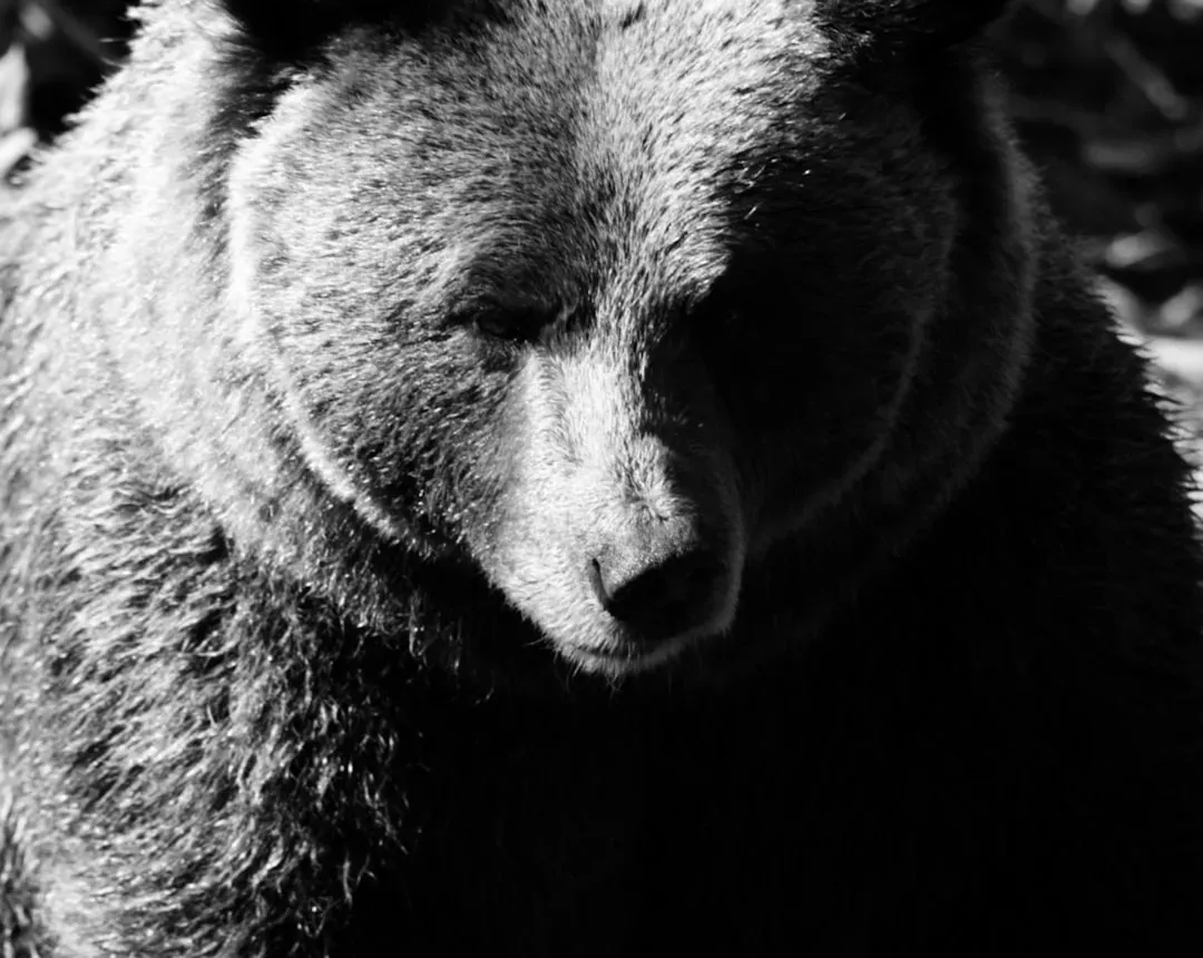 The Critical Difference Between Black Bears and Grizzlies (Image Credits: Unsplash)