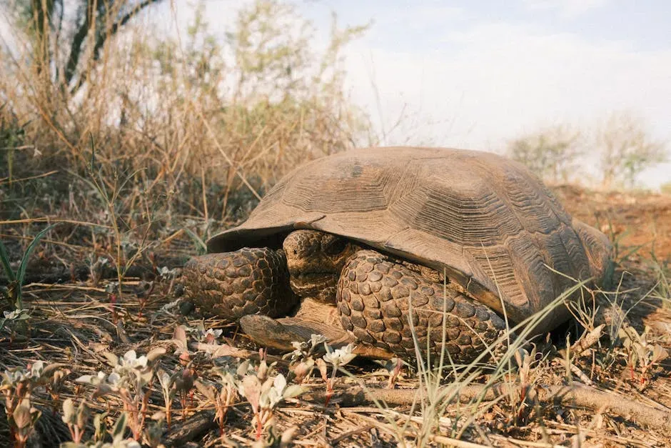 Conclusion: Resilience Has a Name, and It Lives in the Sonoran (Image Credits: Pexels)