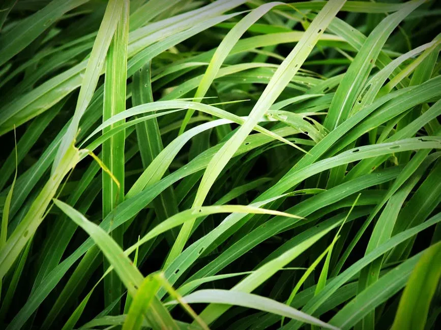 5. Citronella: The Classic Outdoor Guardian (Image Credits: Pexels)