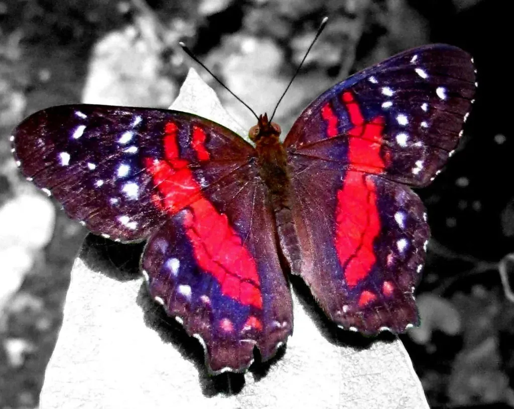 Gemini: The Butterfly's Evasive Maneuvers (Image Credits: Flickr)