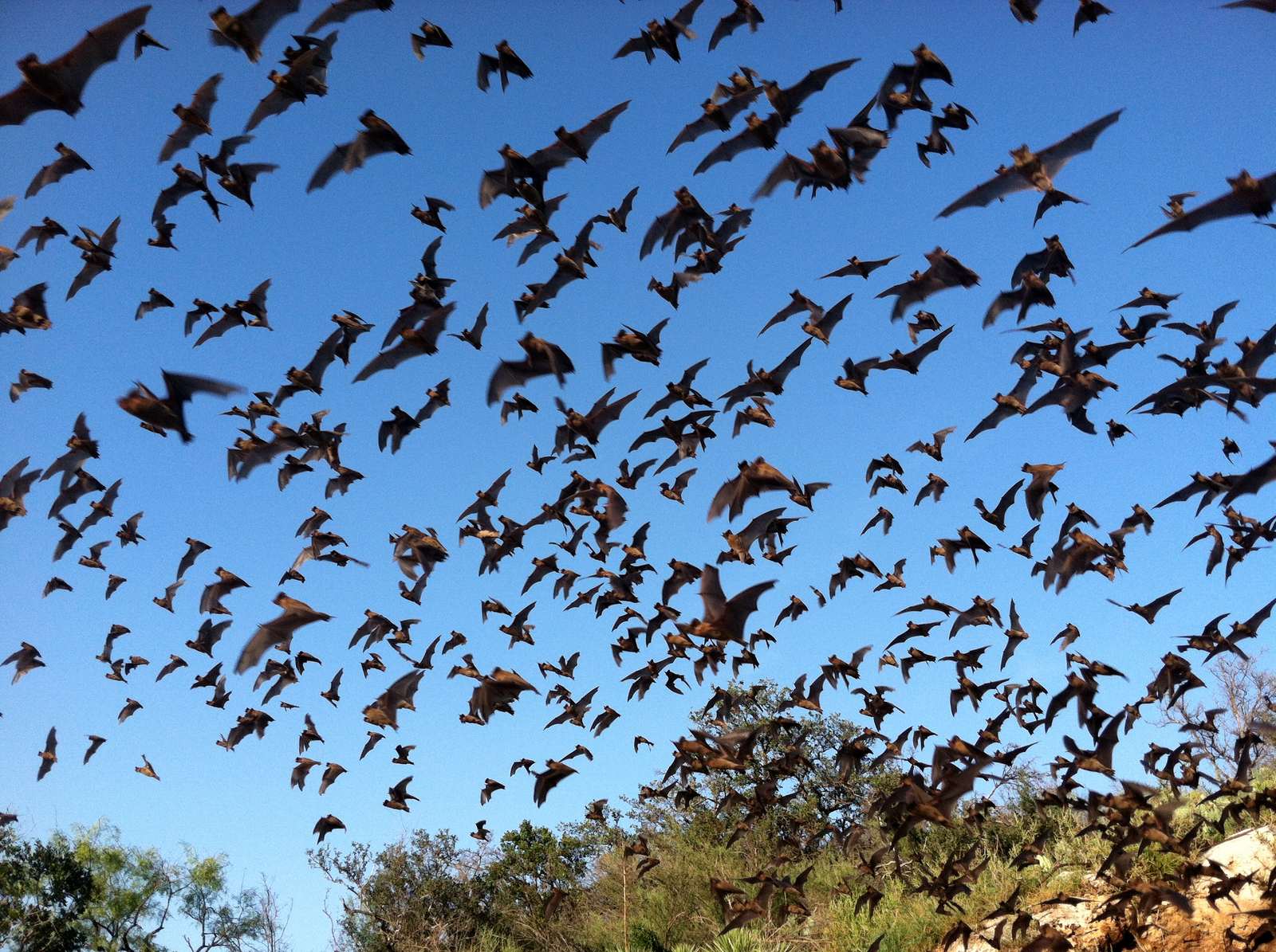 Mexican Free-tailed Bats: Sky Rivers of the Night (Image Credits: Wikimedia)