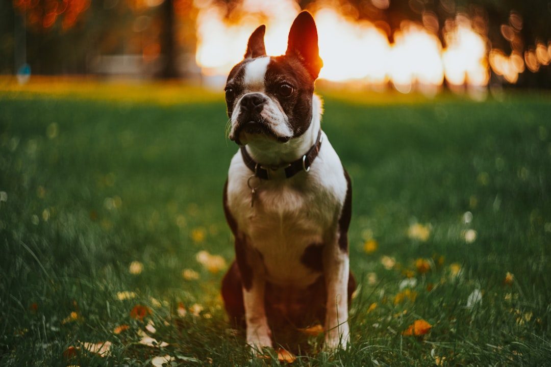 Master the Golden Hour Light (Image Credits: Unsplash)
