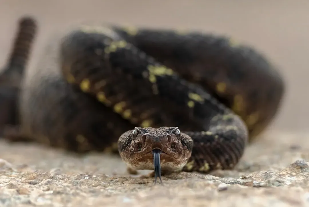 Arizona: Desert Death Traps (Image Credits: Unsplash)