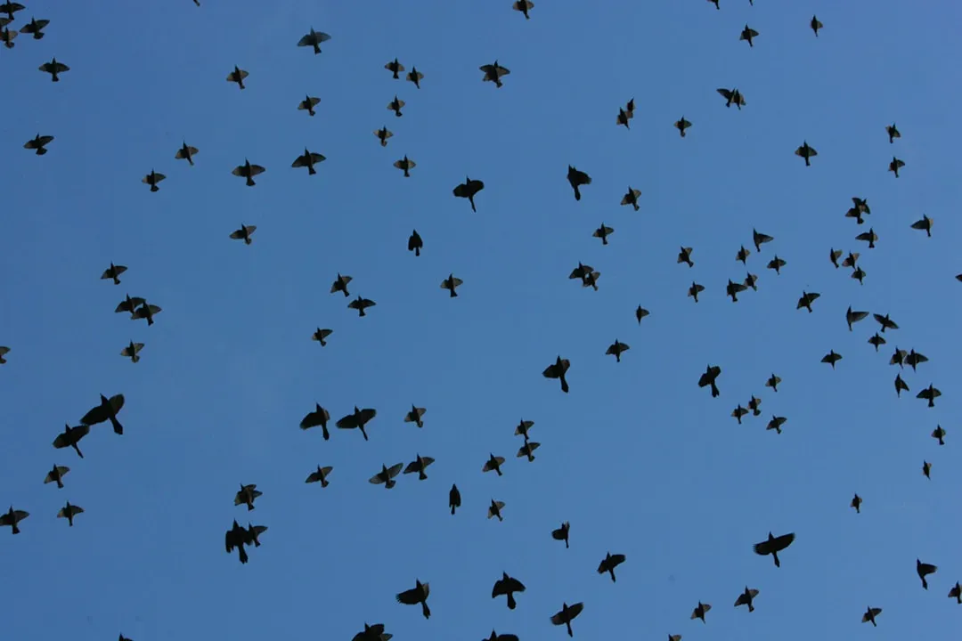 What Exactly Is a Murmuration - and Why Does It Look So Alive? (Image Credits: Unsplash)