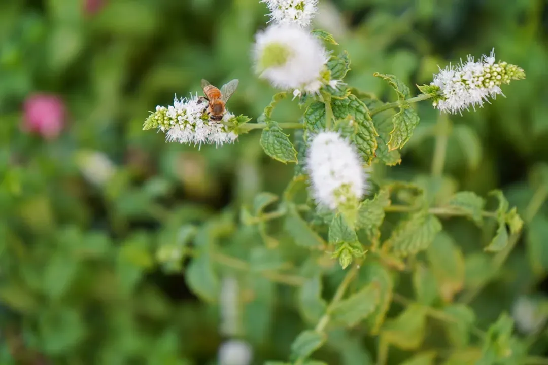 Mint: The Vigorous, Bee-Busy Spreader (Image Credits: Unsplash)