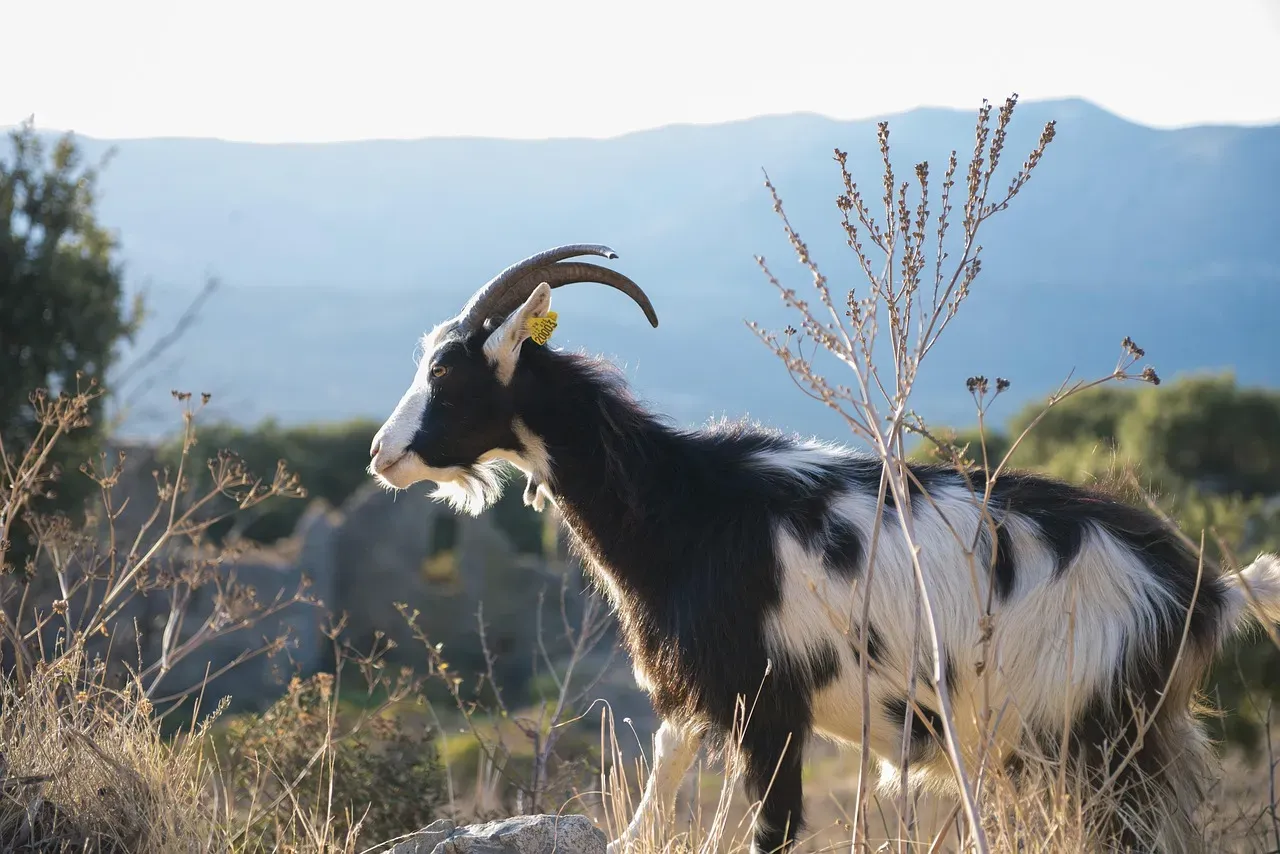 What the Sea-Goat Is Really Asking of You This Year (Image Credits: Pixabay)