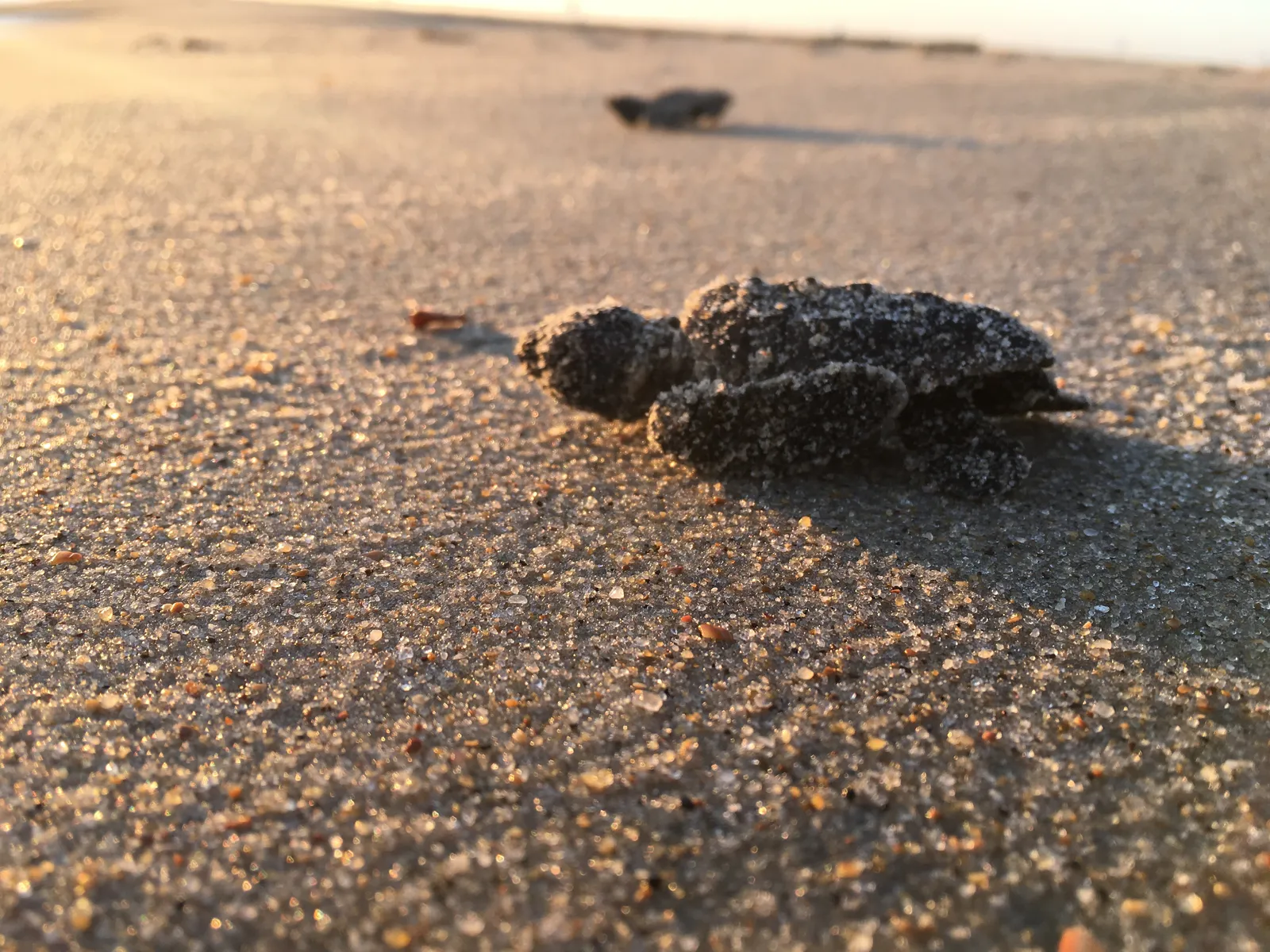 #5 The downward slope of the beach (Sea turtle hatchling making its way to the ocean near South Beach Road, Public domain)