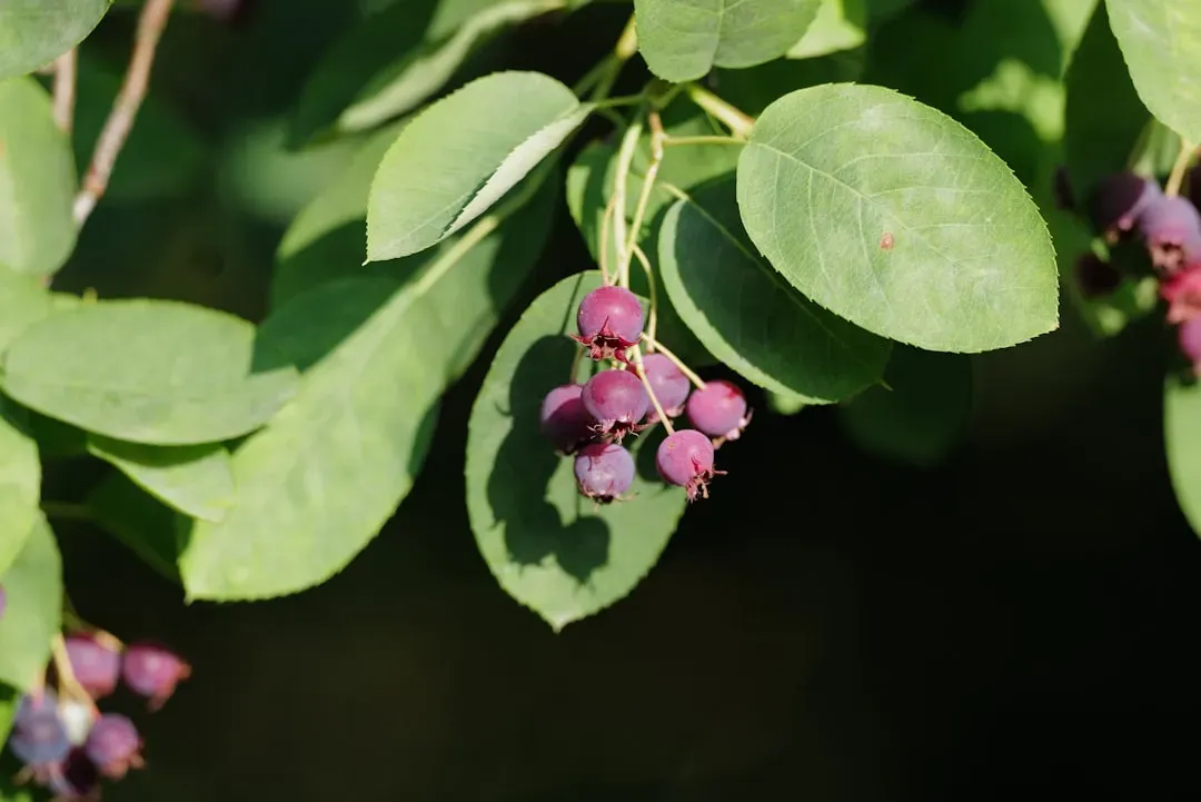 Serviceberry (Amelanchier spp.) (Image Credits: Unsplash)
